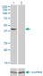 GPR175 Antibody (monoclonal) (M01)